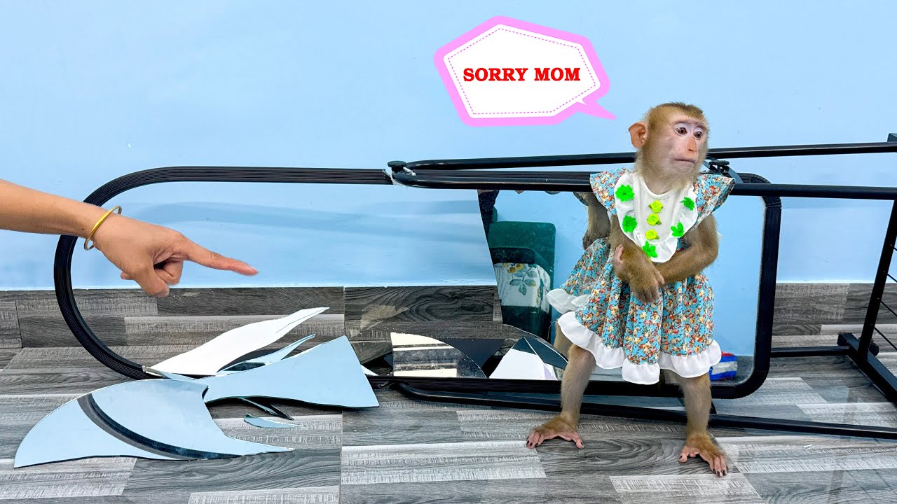 Monkey Kaka made her mom sad because broke makeup mirror