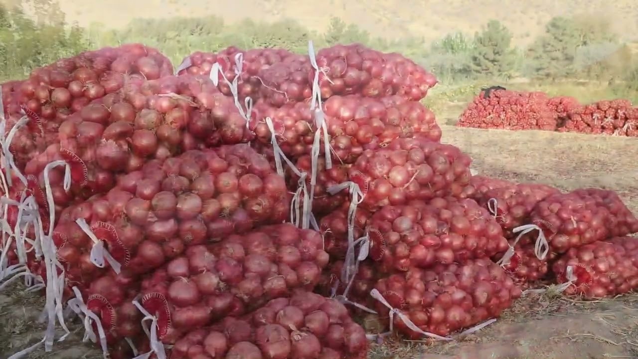 فصل برداشت پیاز در شمال افغانستان
