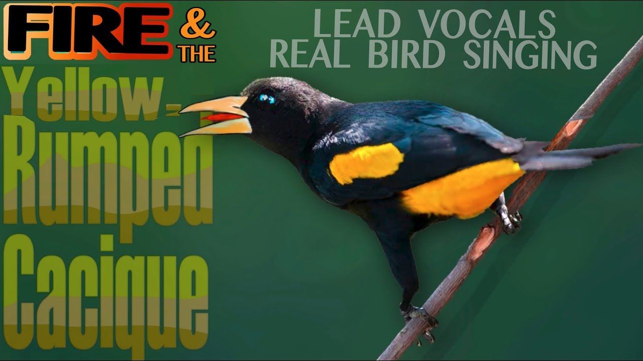 Fire & The Yellow Rumped Cacique - Real Bird Singing Lead Vocals