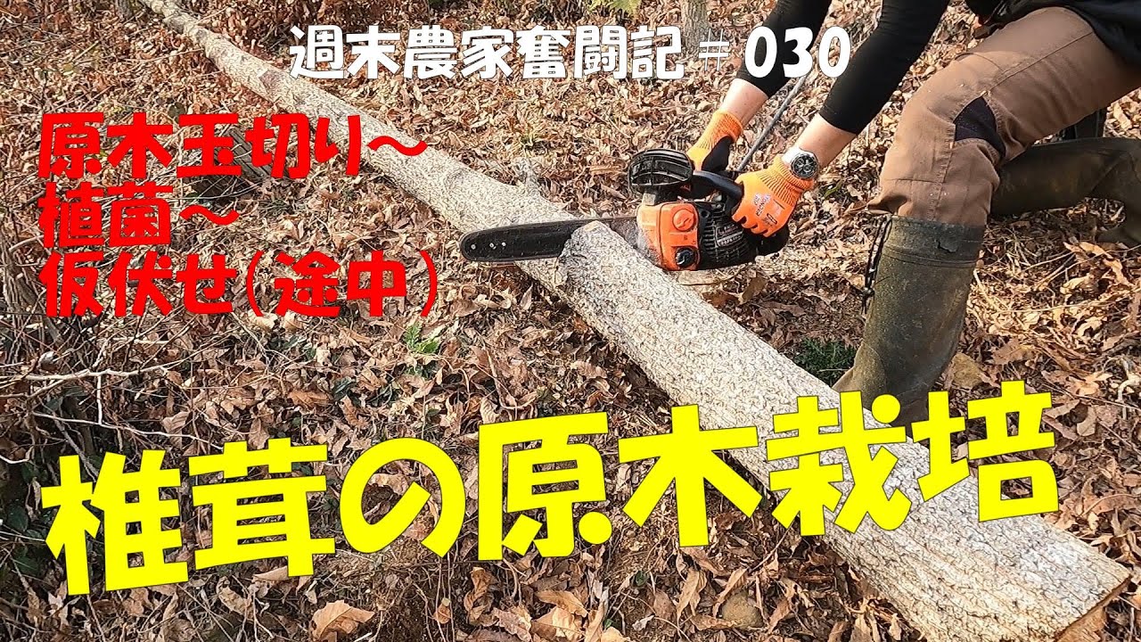 【週末農家奮闘記 030】今年も椎茸の原木栽培に挑戦　原木玉切り、植菌の作業まで　タケノコもボチボチ出てくるようになりました