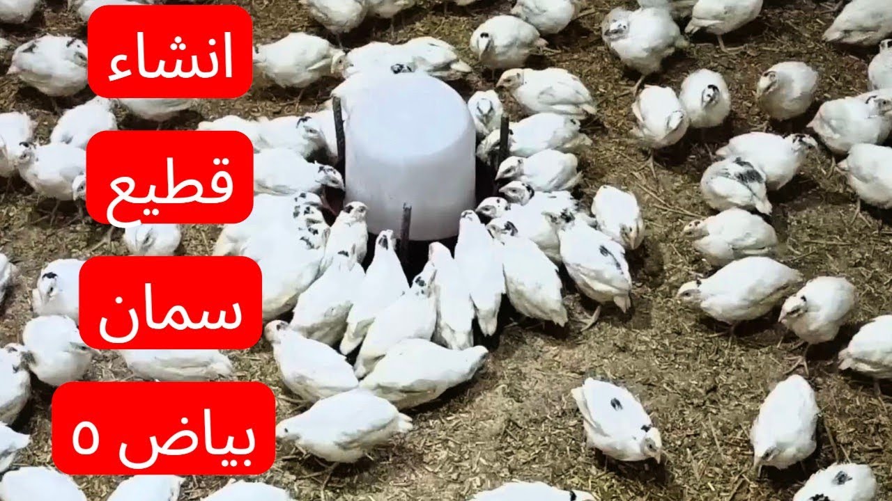 انشاء قطيع سمان بياض من اليوم ١٦ لحد اليوم ٢٠