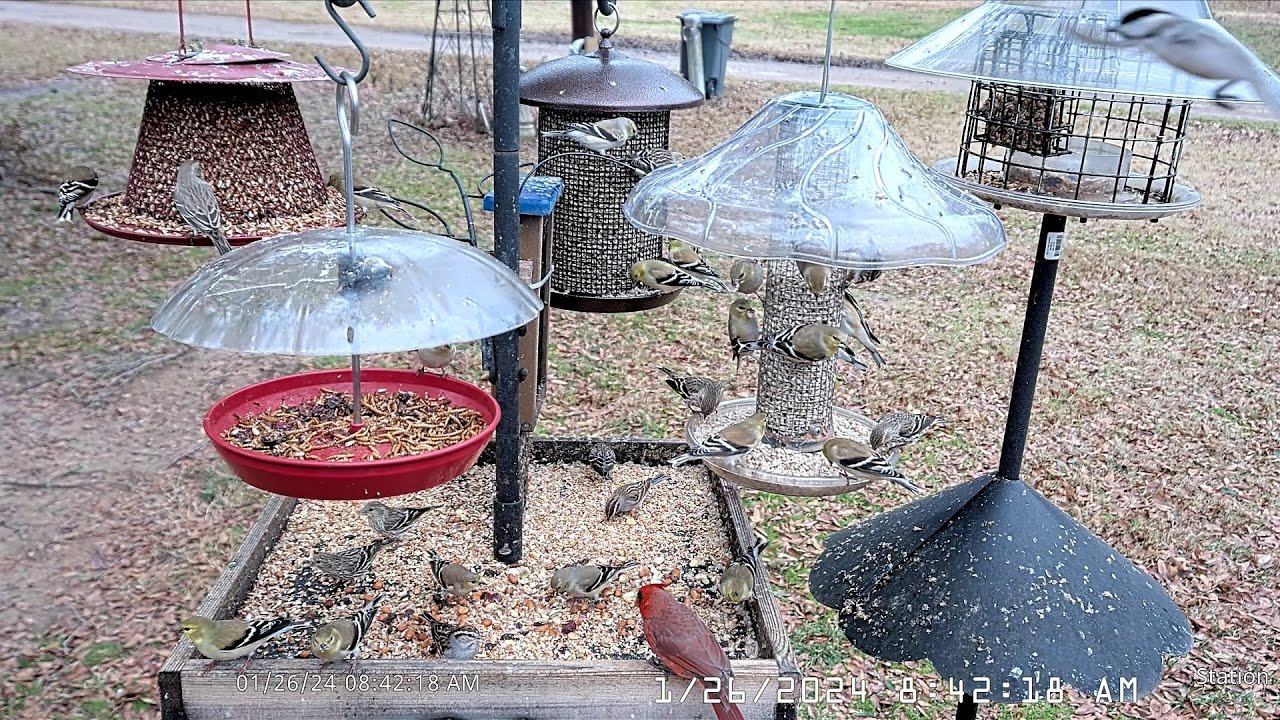 North Texas Front Yard Bird feeders Live!! New Camera!! Great video!!