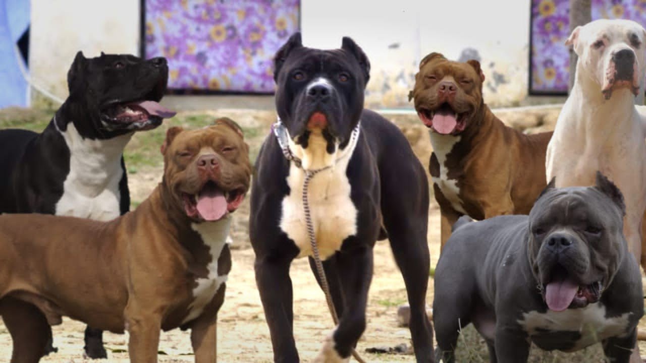 Singhs Bully Kennel | India's Biggest largest American Bully farm | |Bulandshahr | inshufer