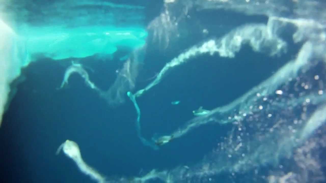 Penguins Do Fly in Antarctic Ballet