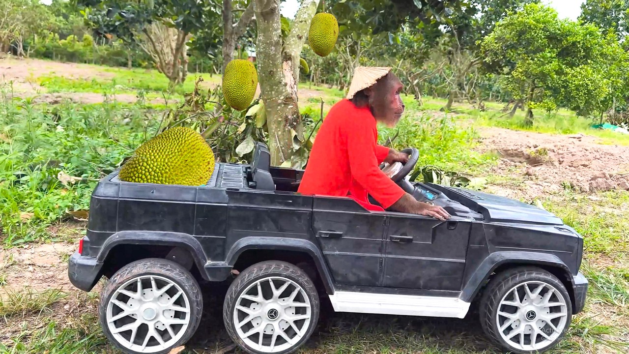 CUTIS Secretly Sneaks Out to Harvest Jackfruit to Sell
