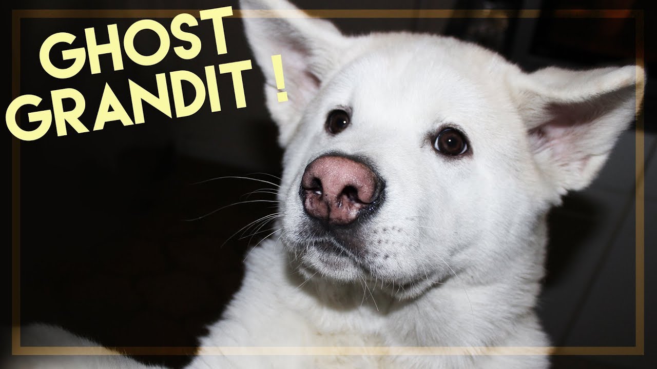 Mon chien grandit et devient énorme ! (Ghost l'akita americain)