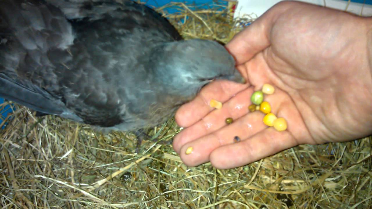 Junge Ringeltaube (Nestling) frisst aus der Hand