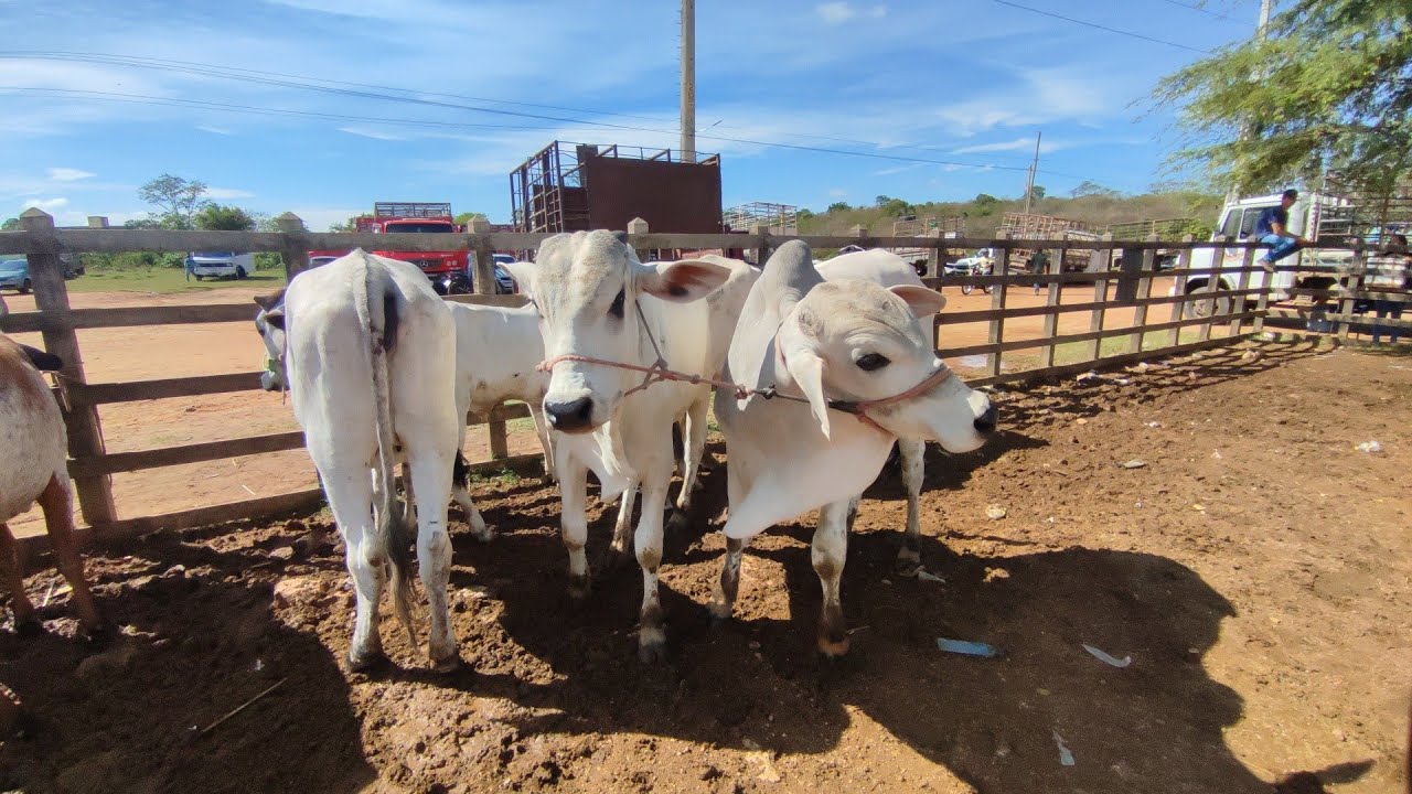 feira do gado de Buíque PE dia 13/02 2026