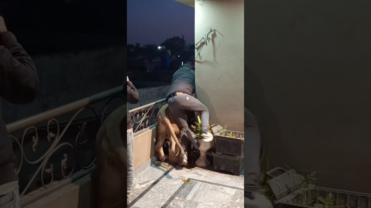 Episode 848: Lion attack on naughty boys 😂✌️🦁
