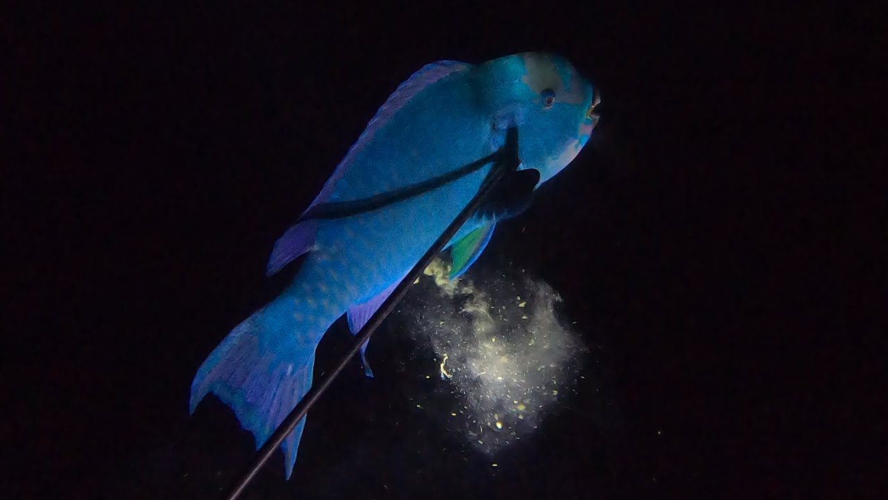 【素潜り魚突き】2024年4月20日【spearfishing in JAPAN】