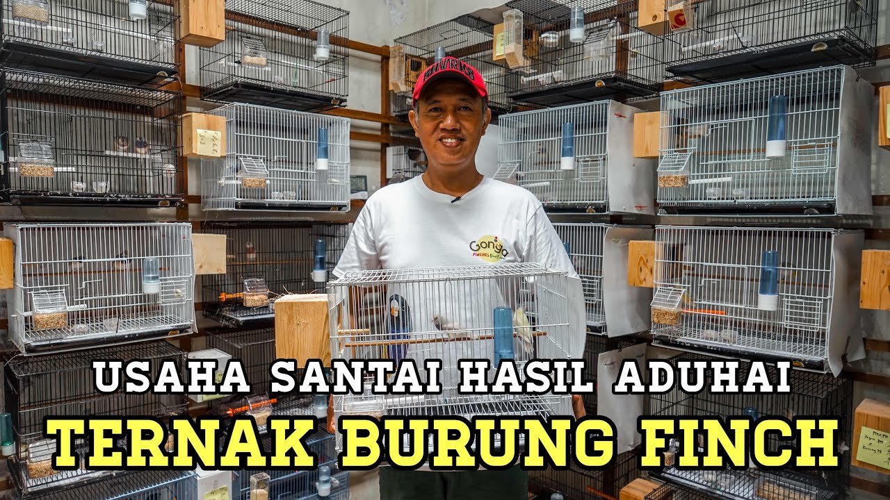 Ternak Burung Finch, Bisnis Sampingan Tiada Tandingan
