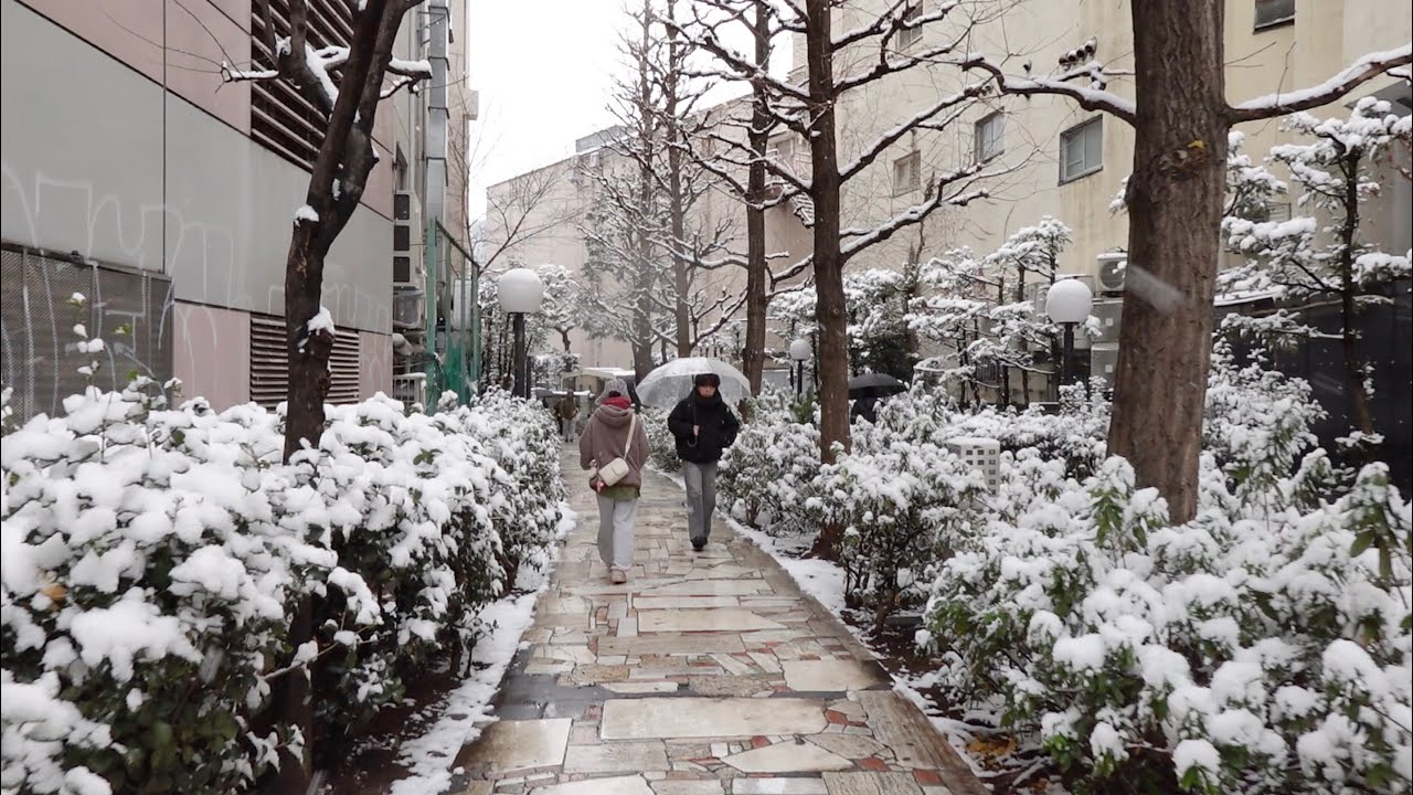 tokyo shinjuku cat street walk snow 東京 新宿 散歩 雪 路地 20260208