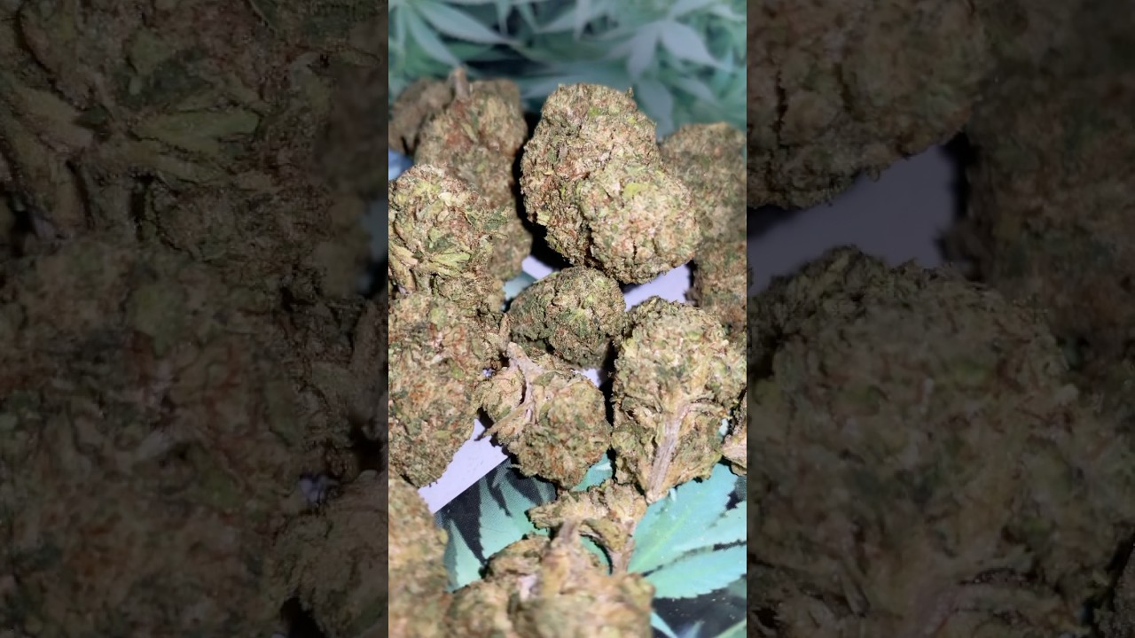 Blueberry Punch big nugs oz JK Distro 🔥20% off referral code in bio #shorts #thcareview #420