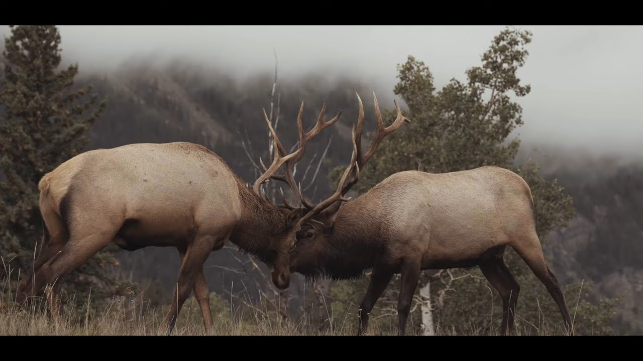 Elk Fight in the Mountains | Hoisting Heavy Logs onto the Off Grid Cabin | Cali has a visitor