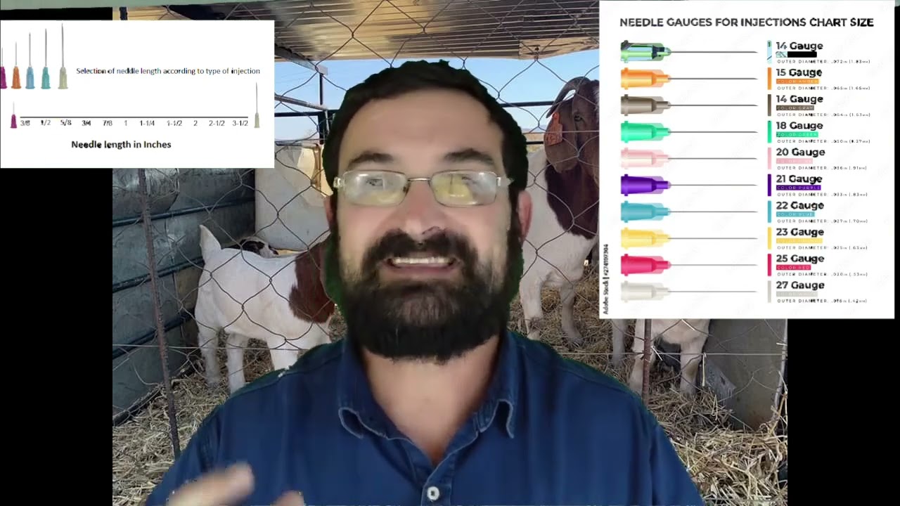 How to inject your cattle, sheep and goats correctly