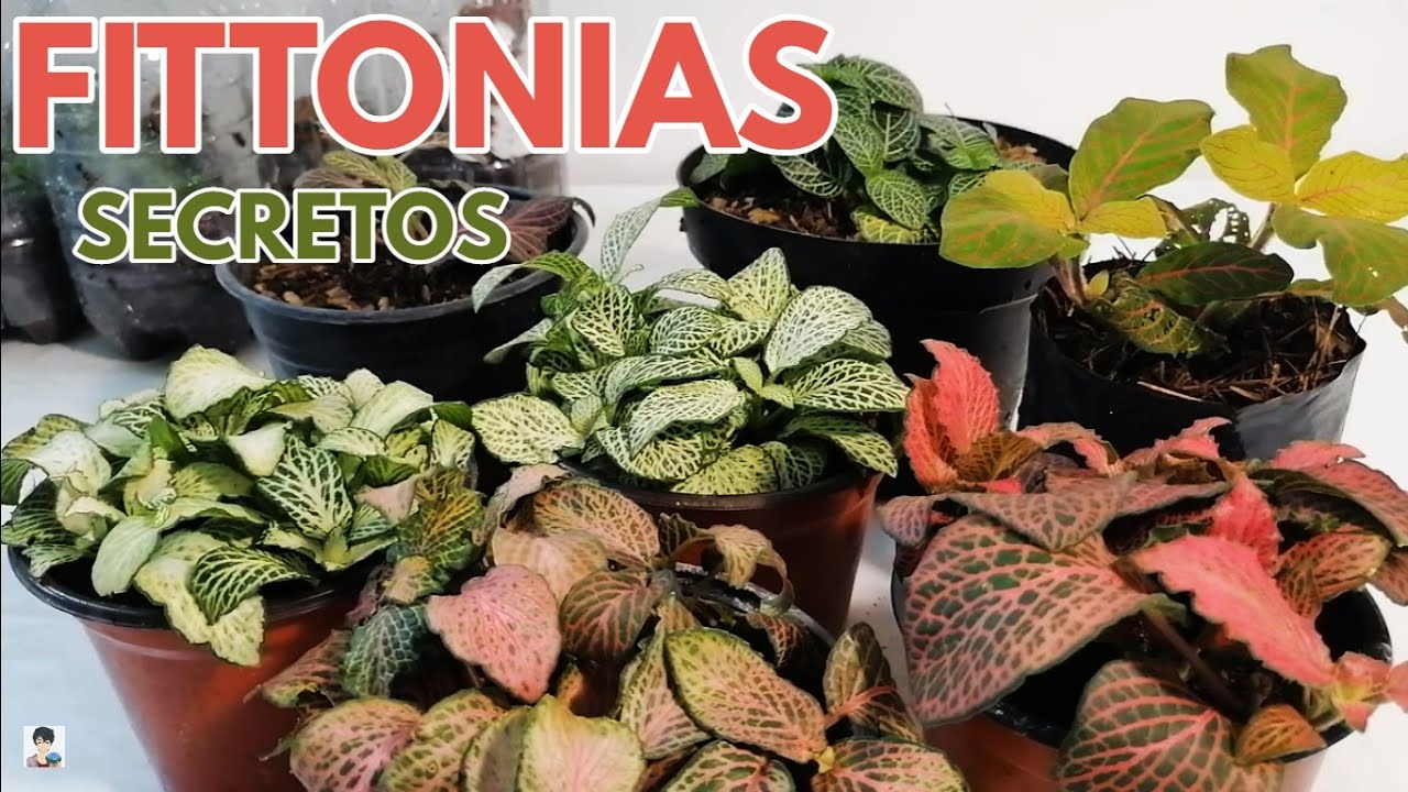 fittonias cuidados  secretos CHUYITO JARDINERO