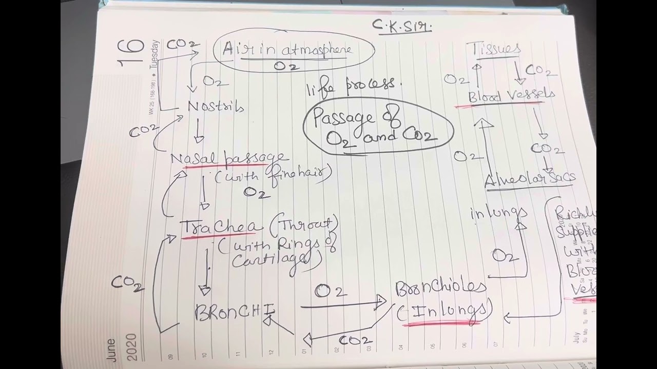 Passage of Oxygen and Carbondioxide | class 10 |Science #cksir | Biology
