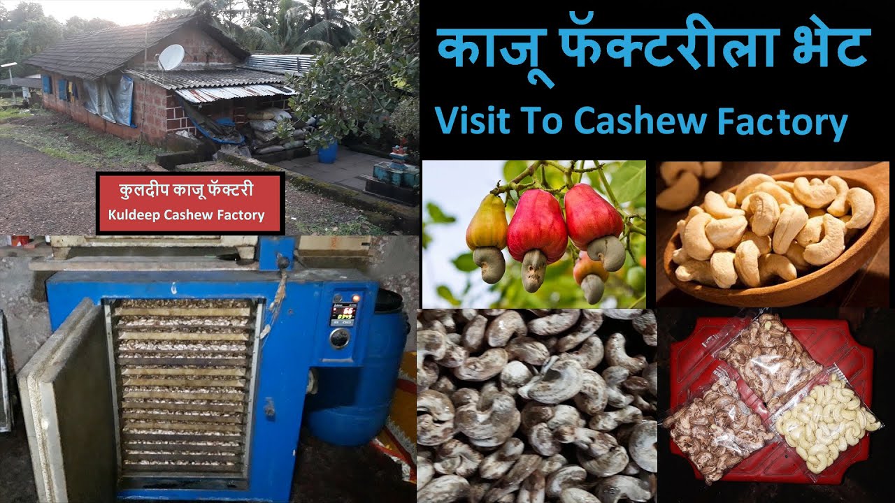 कोकणातली काजू फॅक्टरीला भेट / Visit To Cashew Factory  From Konkan