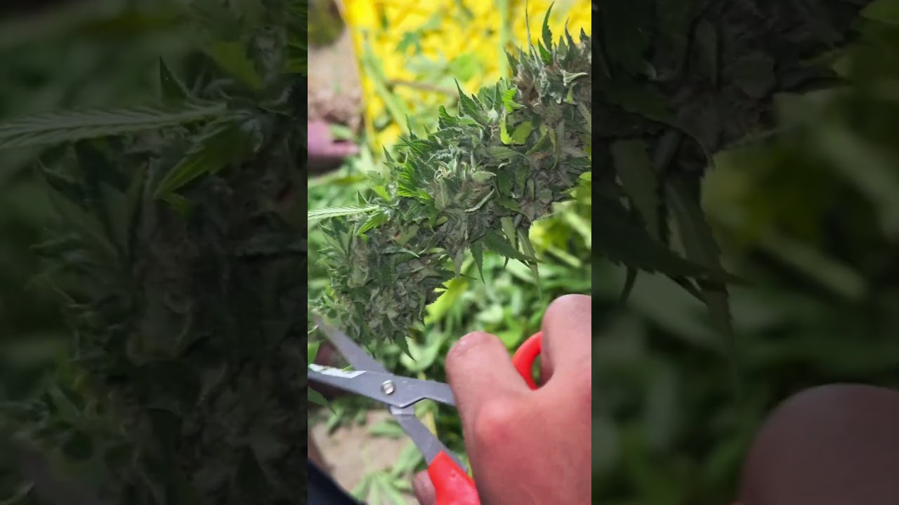 Last week wet trim/dry #capcut #trending #growth #fyp #family #trendingshorts #Stickeyfingers