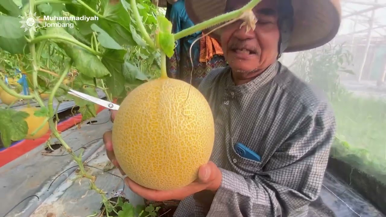 Dibuka..!! Wisata PETIK MELON RAMADHAN di Godong Gudo Jombang