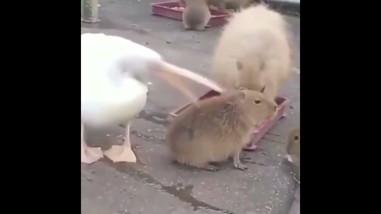 Pelican Trying To Eat Capybara || Funny Birds 🤣🤣😂😂