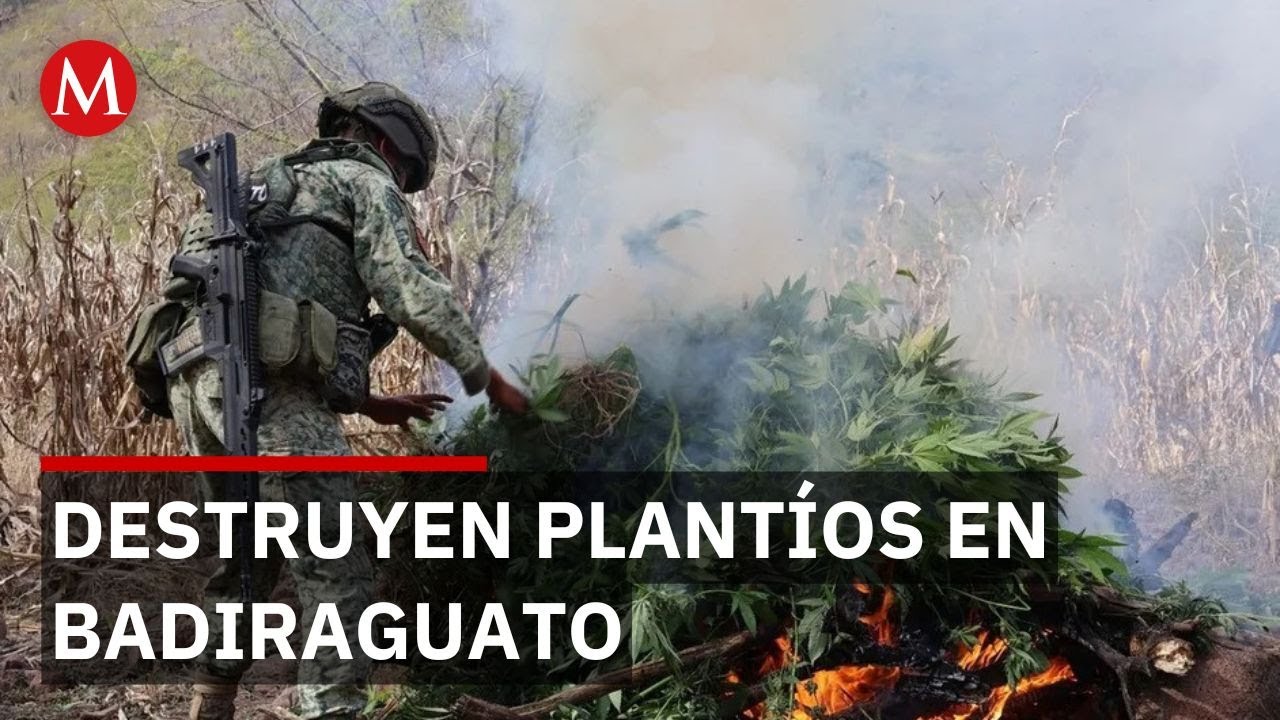 Ej&eacute;rcito destruye plant&iacute;os de mariguana en la sierra de Badiraguato