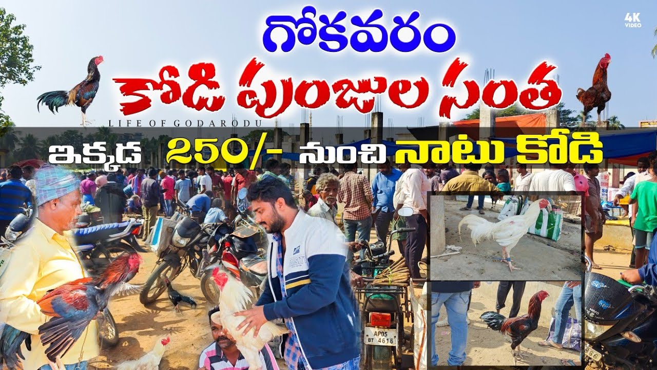 🐓🐔Gokavaram Kolla Market || Gokavaram Kolla Santha || chicken market #chicken #market #villagelife