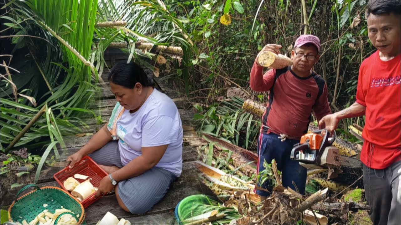 SATU MALAM SUDAH SAMPAI DI KAMPUNG MANCING SAJA SAYA MENCARI UMBUT DI HUTAN SEBELAH KAMPUNG