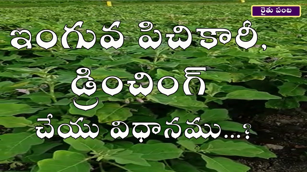 ఇంగువ పిచికారీ, డ్రించింగ్ చేయు విధానము...? | రైతు పంట |