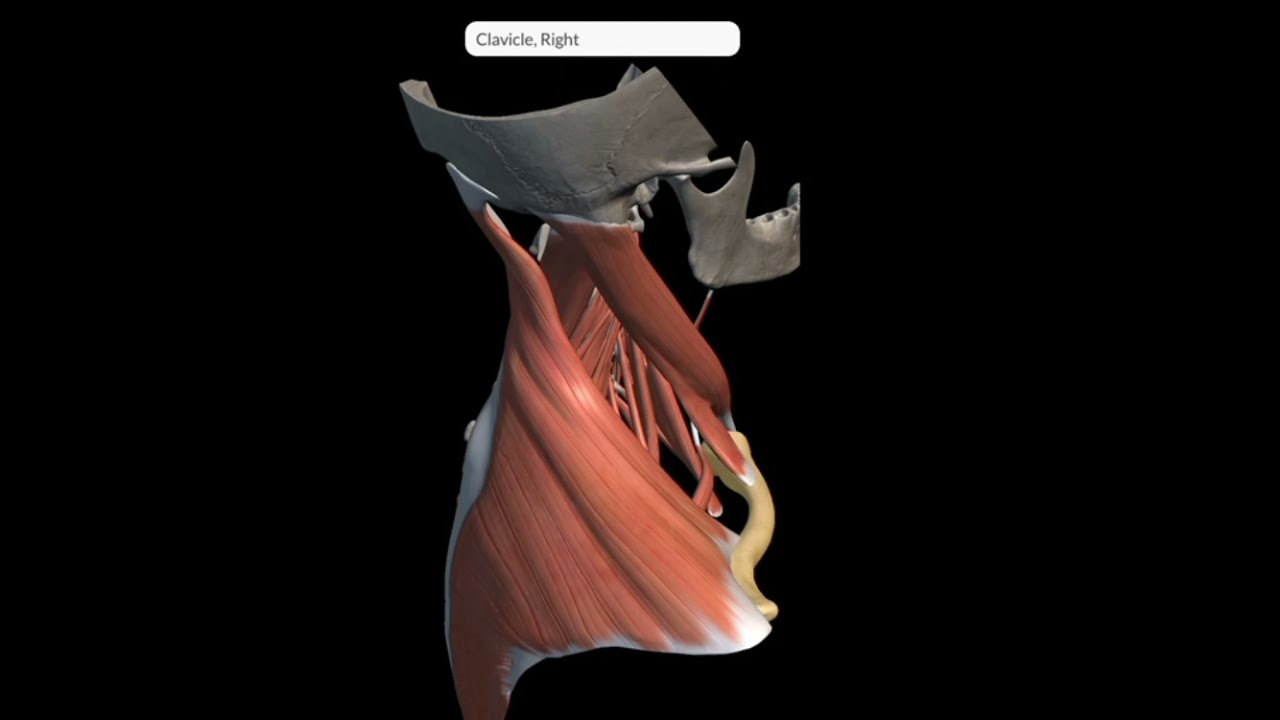 Triangles Of Neck | Posterior triangle | Occipital Triangle Subclavian Triangle | 3D Neck Triangles