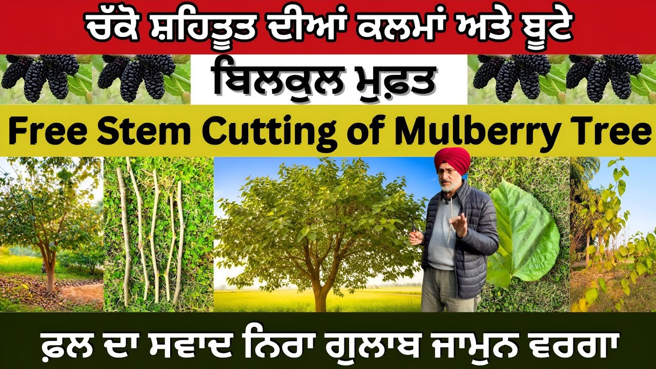 Free mulberry tree stem cutting। ਚੱਕੋ ਸ਼ਹਿਤੂਤ ਦੀਆਂ ਕਲਮਾਂ ਅਤੇ ਬੂਟੇ ਬਿਲਕੁਲ ਮੁਫ਼ਤ,