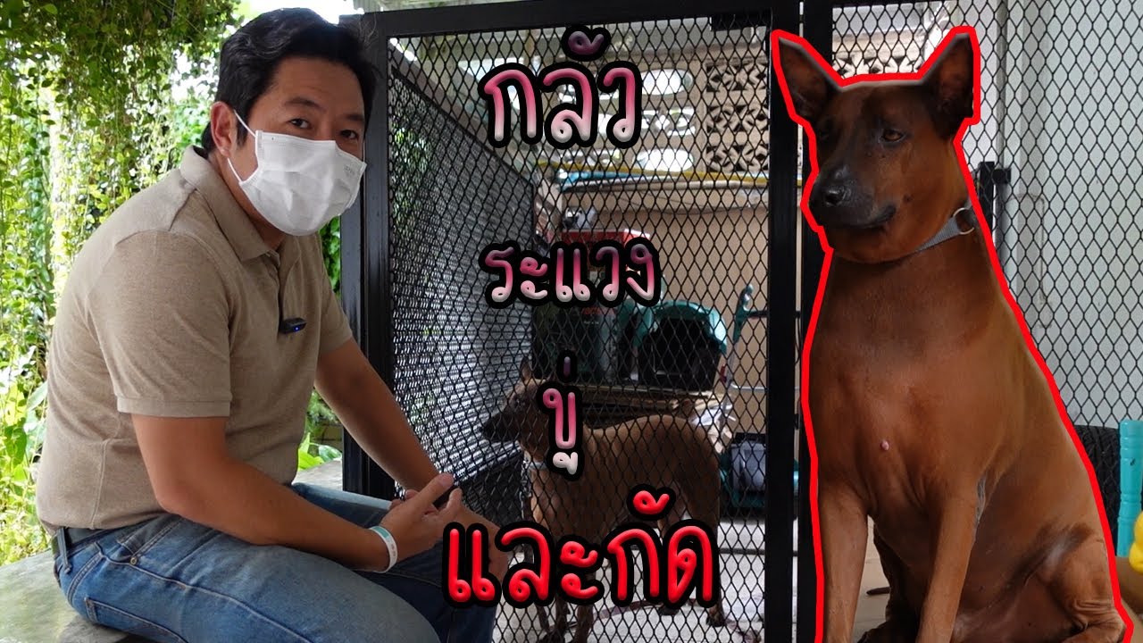 สุนัขที่กัดขู่เพราะระแวงและคลางแคลงใจ