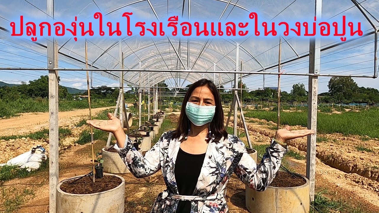 แนะนำ#ปลูกองุ่นในวงท่อแก้ปัญหาดินเหนียวอุ้มน้ำ#ปลูกองุ่นในโรงเรือนหมดปัญหาเชื้อราน้ำค้าง