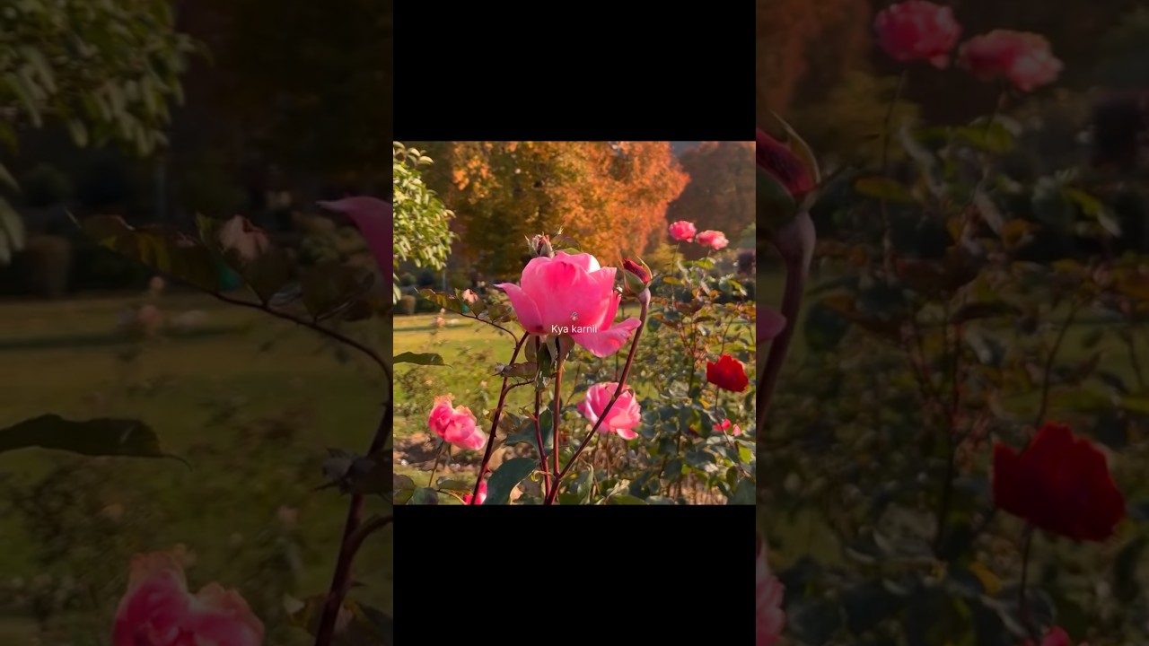 Chahatviral song new video