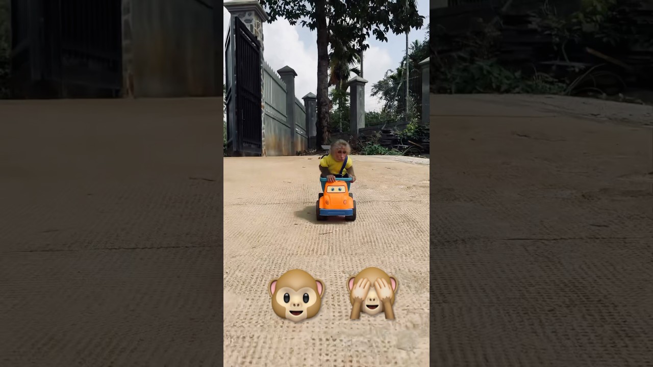 Baby Monkey Moon Learning Driving #monkey #monkeys #smartmonkey #babymonkey #car #milk