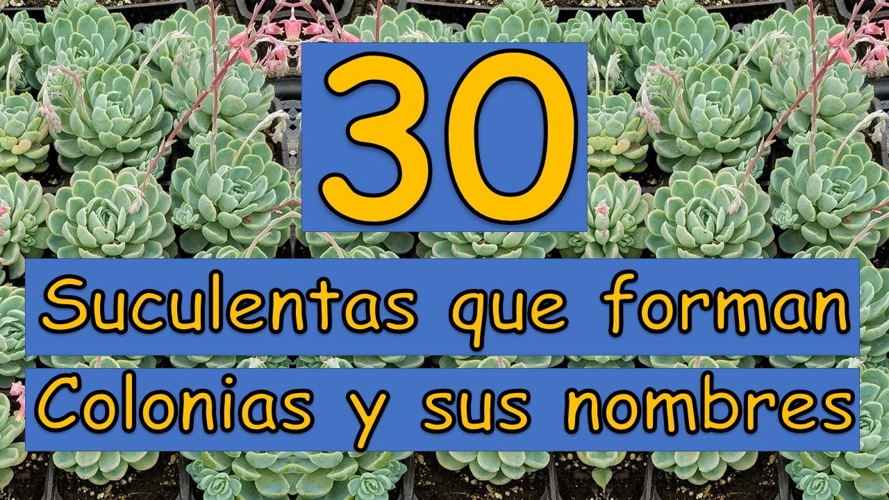 🎍 30 Suculentas que forman colonias y sus nombres 🎍