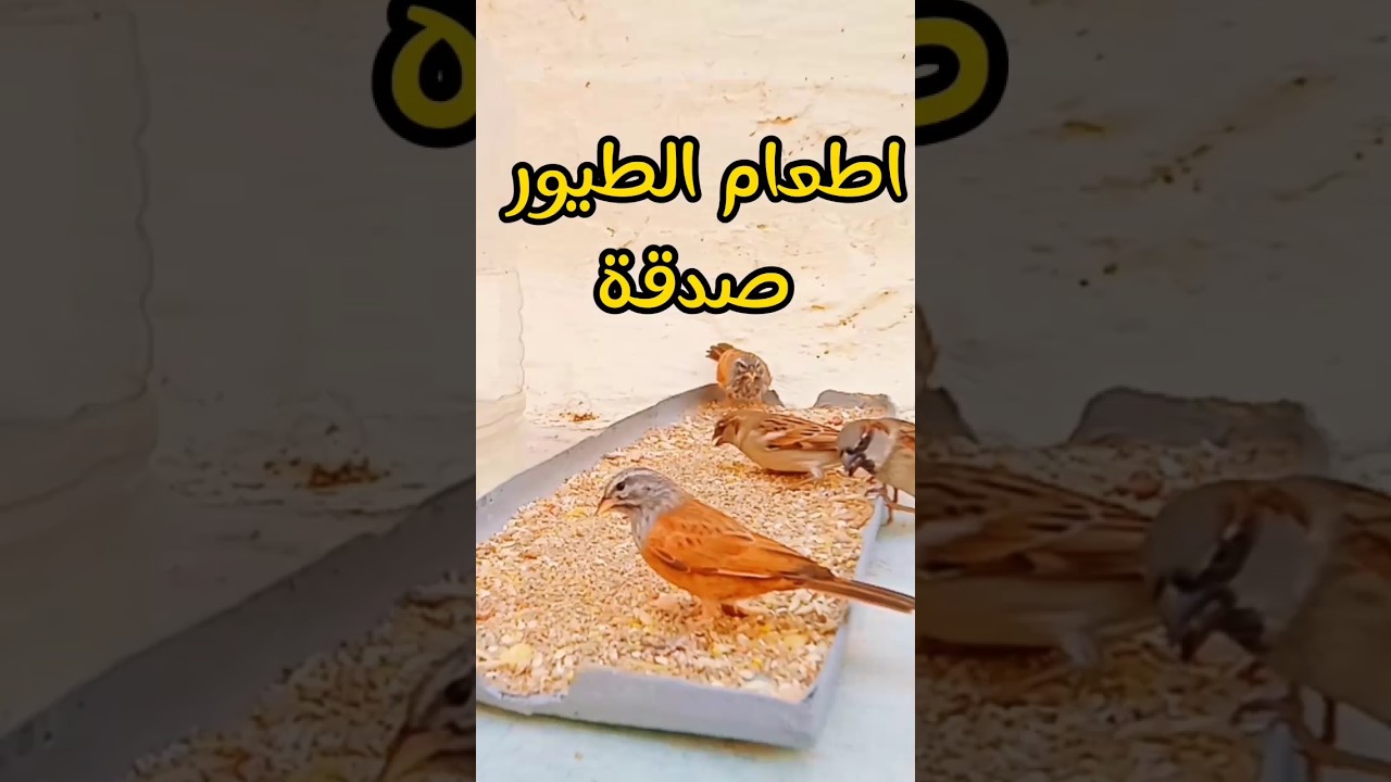 اطعام الطيور صدقة #shorts