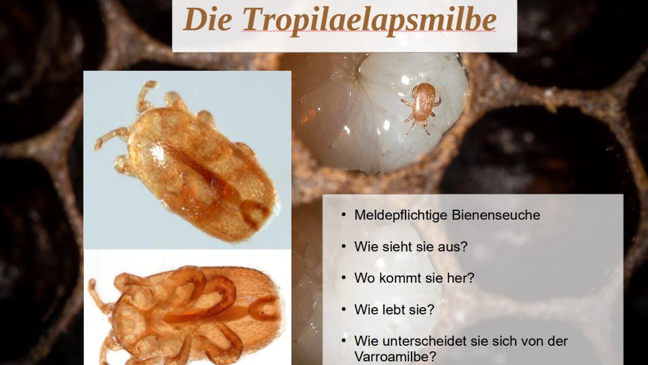 Die Tropilaelapsmilbe - Bienenseuche im Anmarsch?