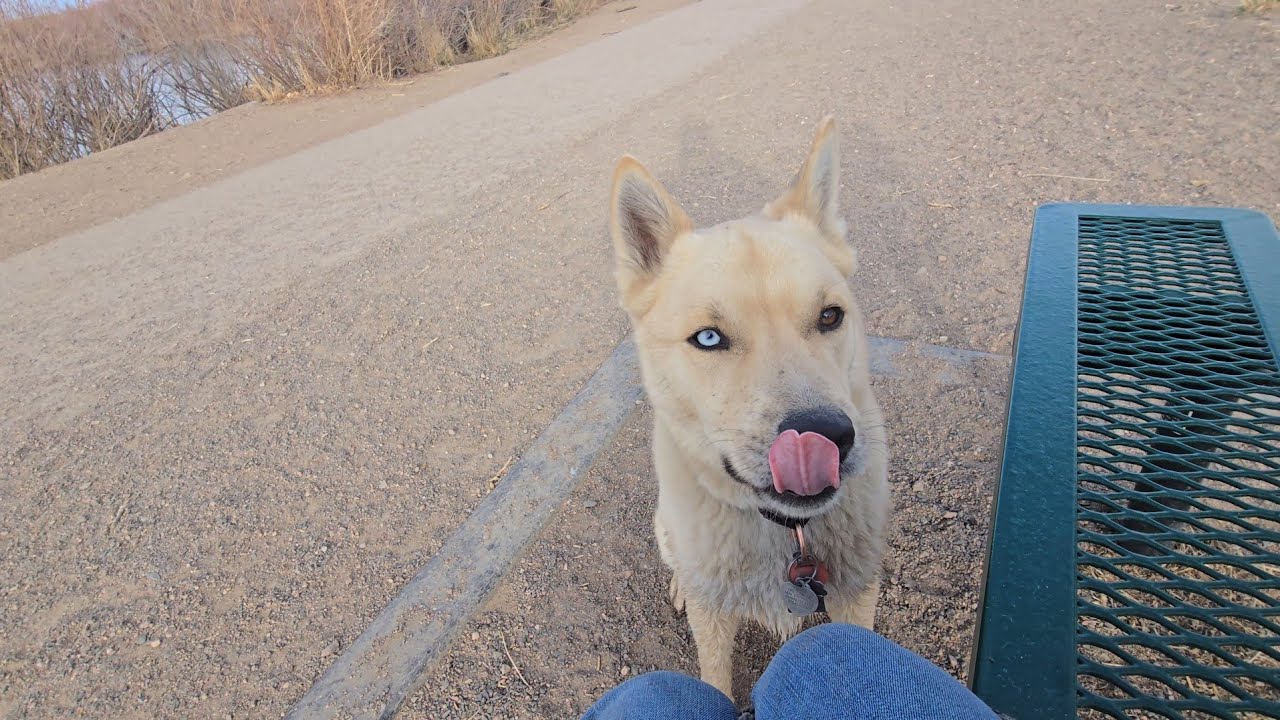 DOG PARK TV For Dogs 
