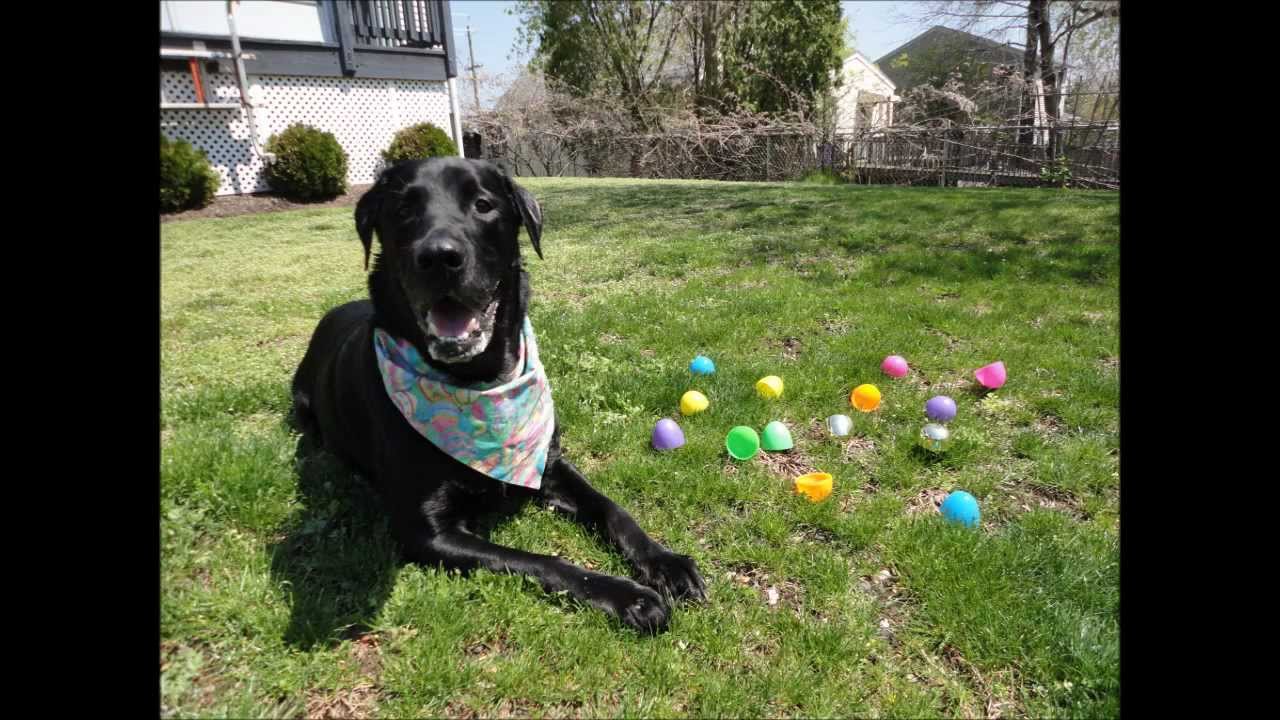 🐰🥚🐾Мои собаки ищут пасхальные яйца🐰🥚🐾