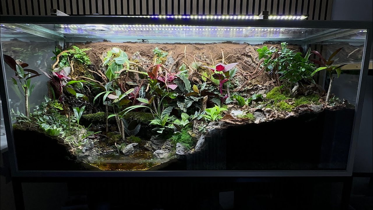 Major Changes In The Tank  - Multi Species Ecosystem Week 2 ​⁠ @AntScapes1