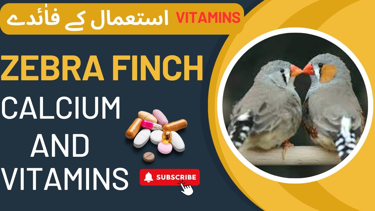 Finches Calcium And Vitamins || Benefits Of Calcium And Vitamins To Zebra Finches.