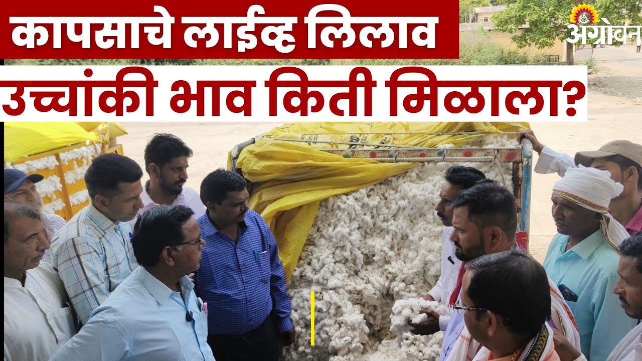 देऊळगाव राजा बाजारात फरदड कापूस कितीने गेला? कापूस लिलाव | Deulgaonraja Cotton Market | Kapus Bhav