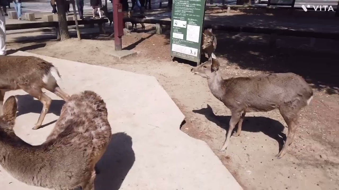 2026.3.10 奈良公園に鹿を観に行きました。癒されますね。