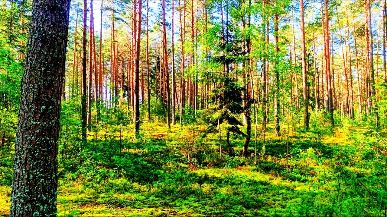 Спокойное пение птиц в глубине леса 🌿 Природная атмосфера для релаксации