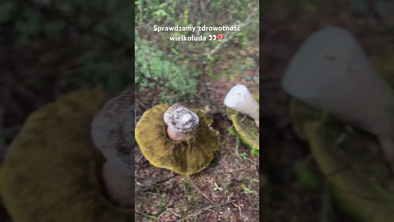 Oto grzyb gigant –czas sprawdzić, czy ten wielkolud jest zdrowy!😲🍄 #GrzybowaNiespodzianka #grzyby