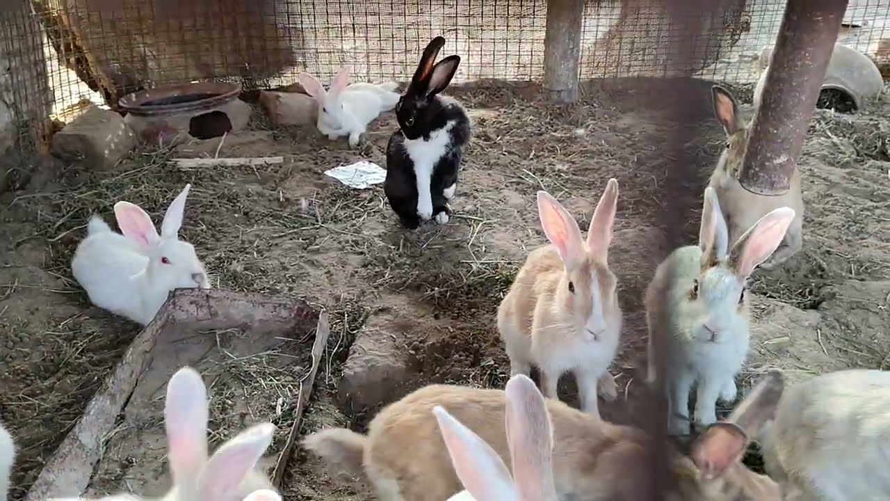 Rabit #khargosh #farming in #India Hindi #viral #cute #rabbit  #bacho #post #baby wild #animals vlog