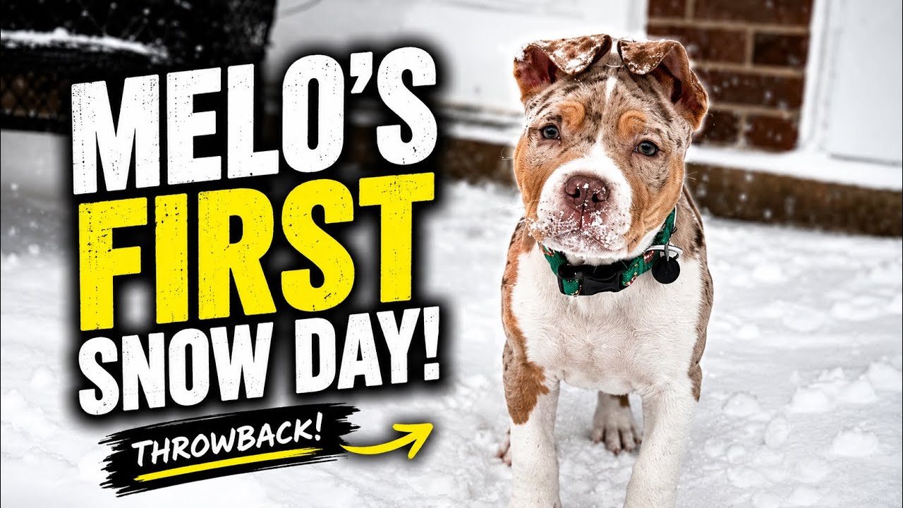 Outdoors with Melo #americanbully #puppy #babydog #pitbull #viralvideo #cover #comment #subscribe 