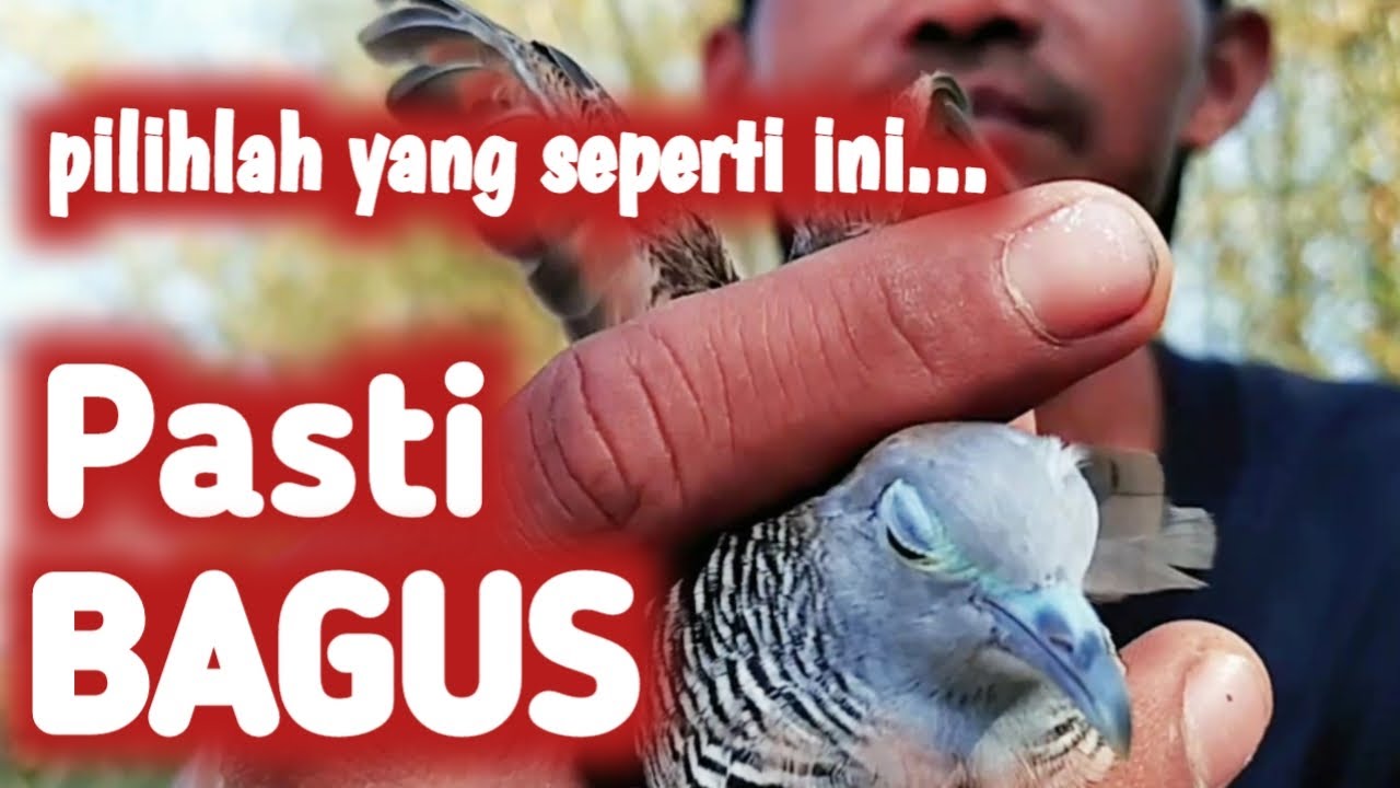 Cara Memilih Perkutut Yang Bagus Dari Ombyokan@Perkutut Chanelku #perkututpikat #perkutut