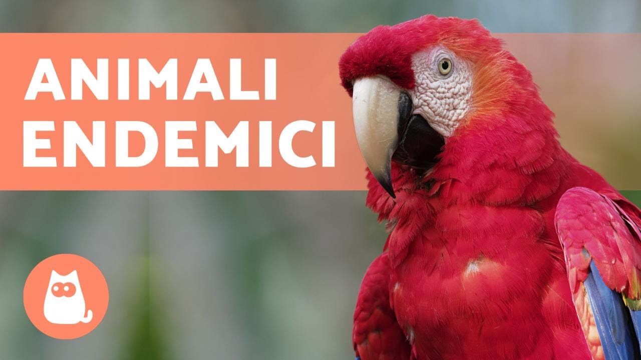 10 Animali in PERICOLO DI ESTINZIONE in MESSICO